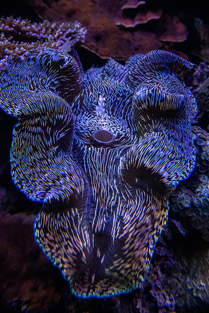SMP_4112