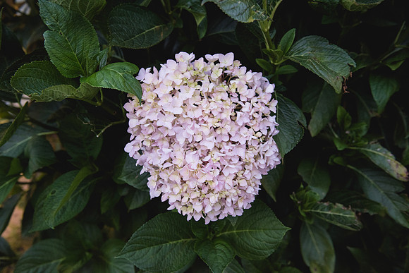 SMP_8572