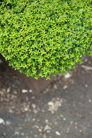 SMP_7883