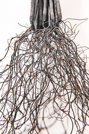 SMP_0293-web