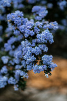 SMP_1343