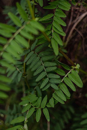 SMP_8803
