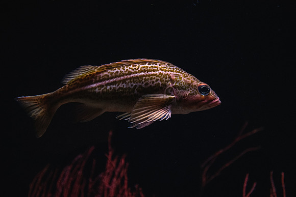 SMP_2570