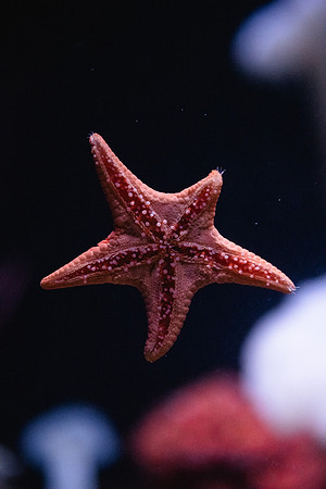 SMP_2574