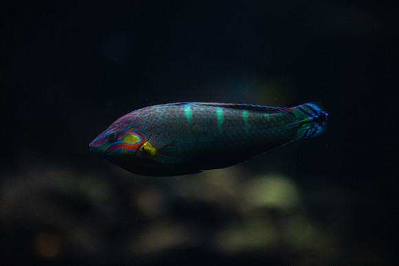 SMP_2516