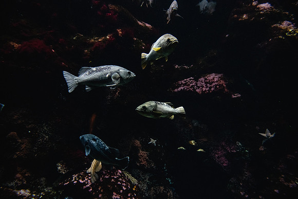 SMP_2568