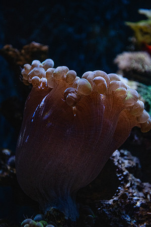 SMP_2554