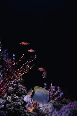 SMP_2532