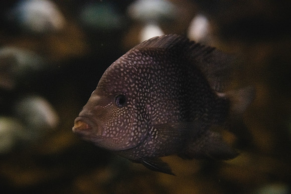 SMP_2501